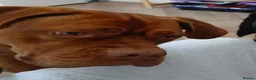 Mixed Breed dogs for sale: 1 year old dogue de bordeaux/neapolitan girl in Croydon - Advert 6
