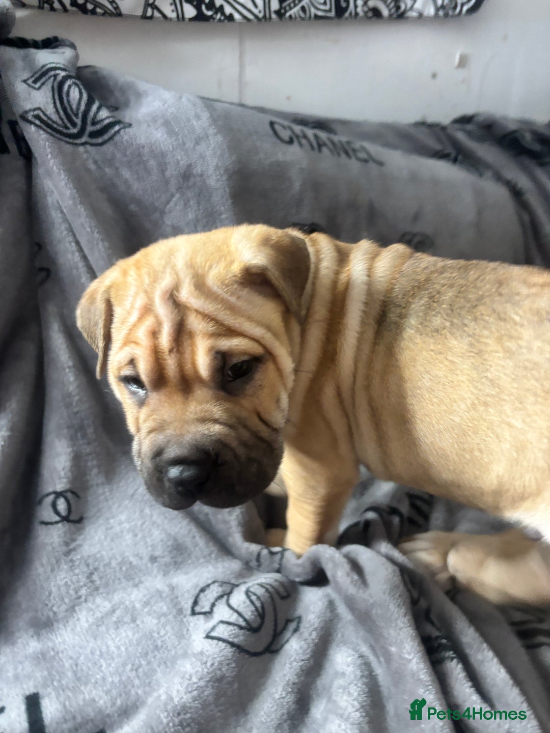 Mixed Breed dogs for sale: Staff/shar pei puppies - Advert 9