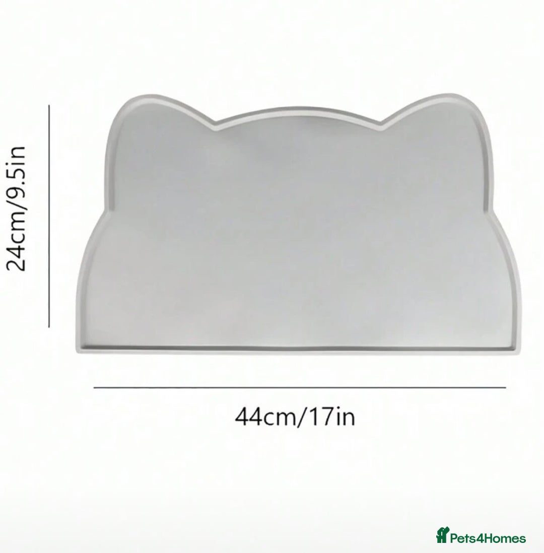 Domestic Shorthair cats for sale: Hello, I am Rio  - Advert 5