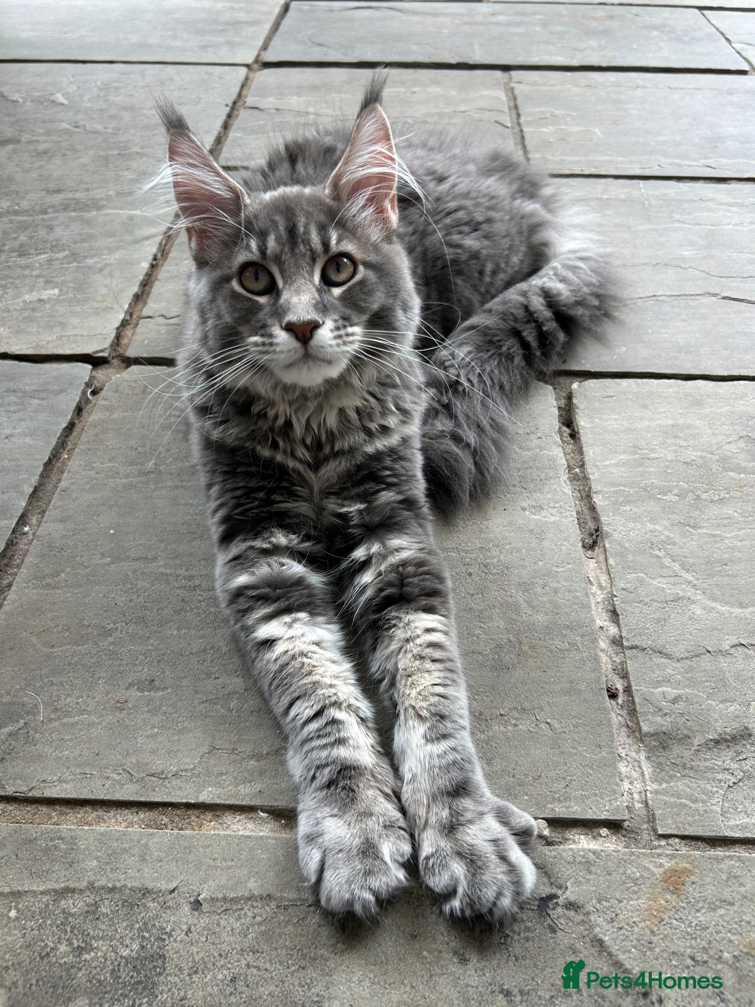 Maine Coon cats Ready to Go Maine Coon TICA girls  - Advert 2