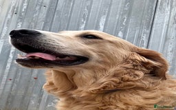 Golden Retriever dogs for sale: Two stunning boys, excellent heslth test results!  - Image 5