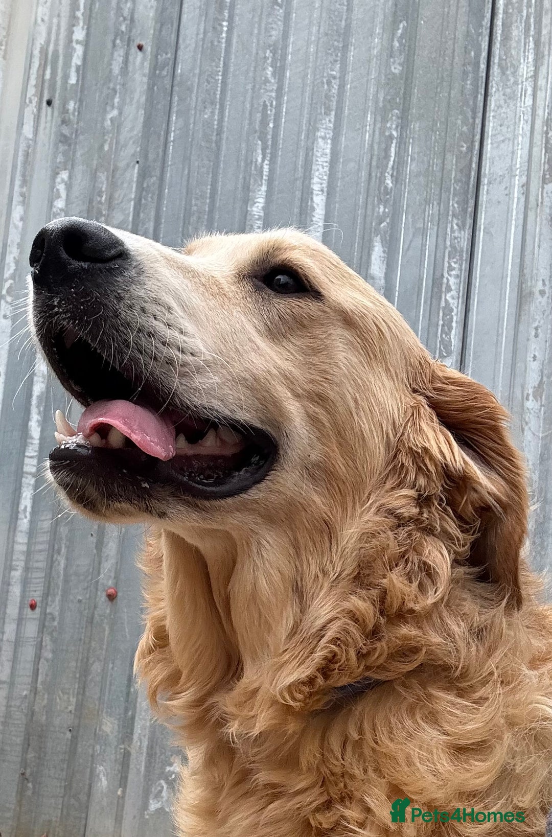 Golden Retriever dogs for sale: Two stunning boys, excellent heslth test results!  - Image 5