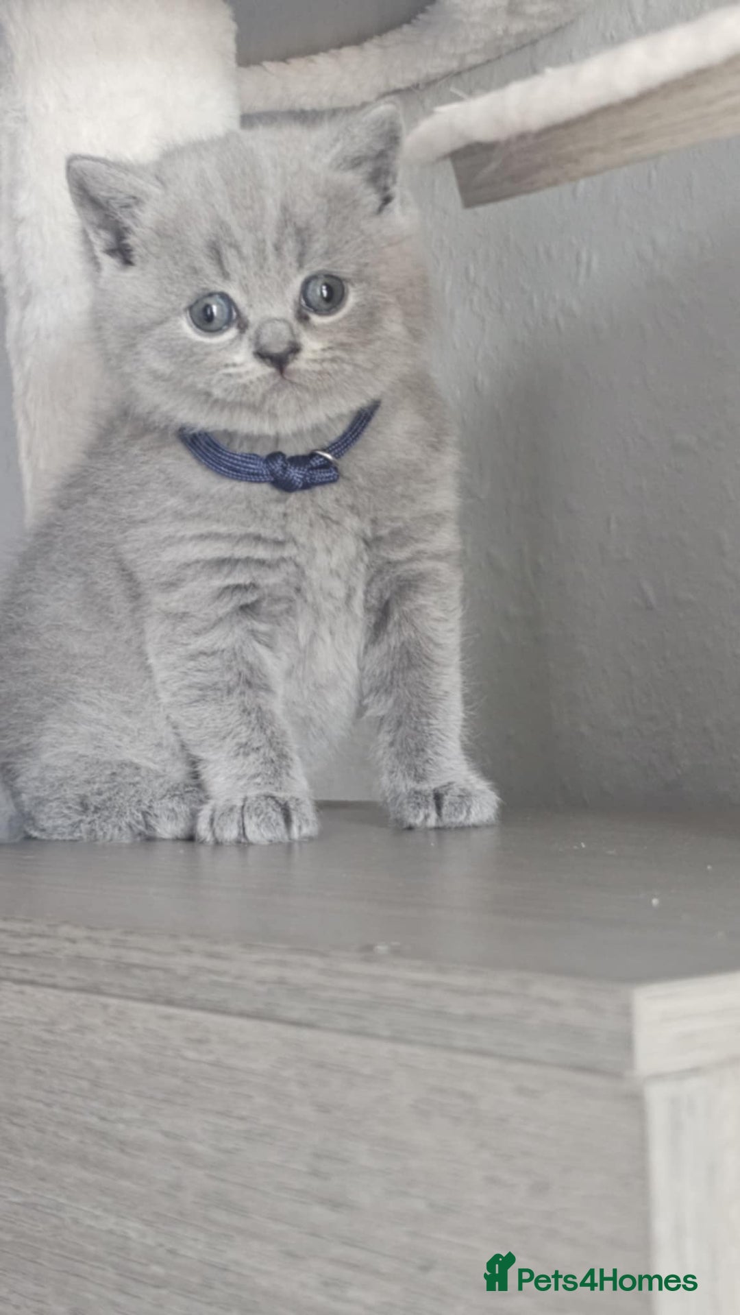 British Shorthair cats for sale: Show Quality Champions British Shorthair GCCF - Image 11
