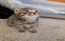 Mixed Breed cats for sale: 2 Beautiful kittens  - Image 9
