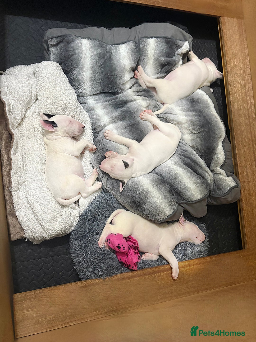 English Bull Terrier dogs for sale: ⭐️Ready Now ⭐️KC Champion EBT Pups ⭐️ - Advert 29