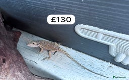 Gecko reptiles for sale: Lizards for sale - lot to choose from  in Nottingham - Image 18