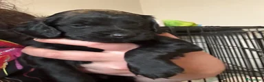 Cockapoo 1