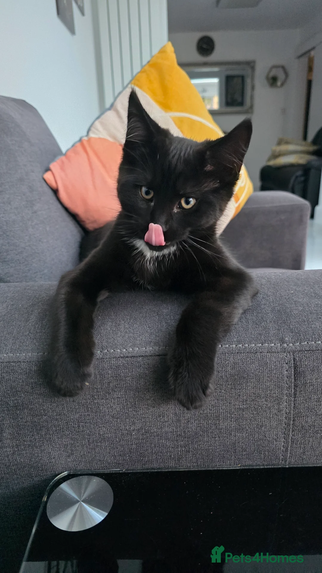 Mixed Breed cats for sale: Pair of 4 month old kittens for a good home in Oxford - Advert 5