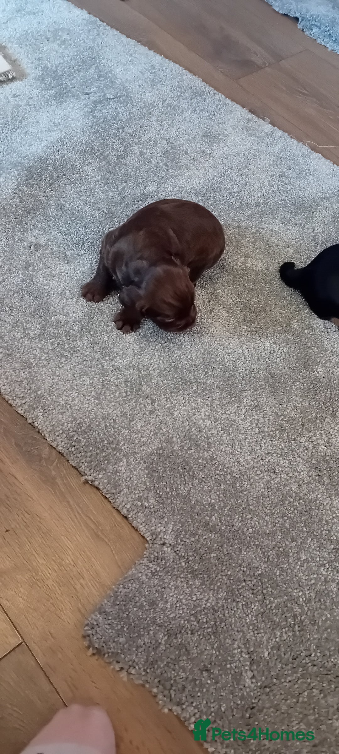 Cocker Spaniel dogs for sale: Working cocker wocker puppies - Image 10