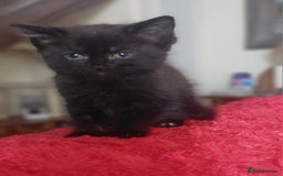 Mixed Breed cats for sale: Kittens for sale  - Image 4