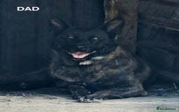 Belgian Shepherd Dog dogs for sale: 2 DUCTH SHEPHERD FEMALE PUPPIES  - Image 1