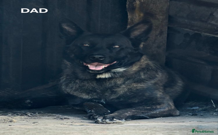 Belgian Shepherd Dog dogs - Advert 3