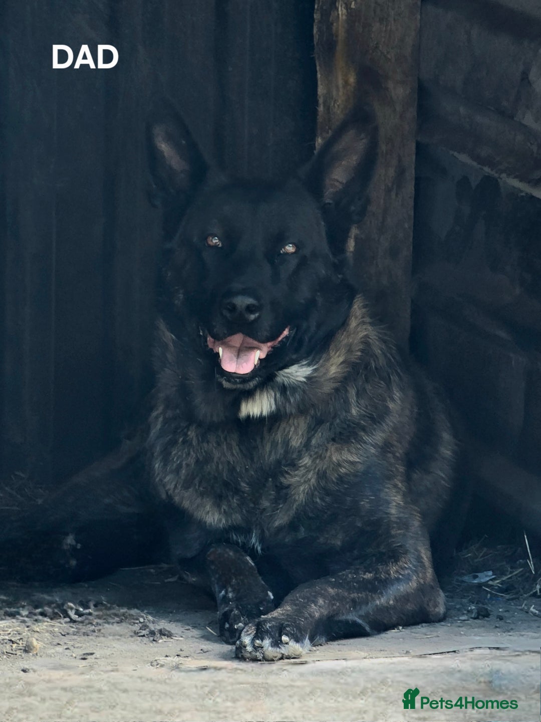 Belgian Shepherd Dog dogs for sale: 2 DUCTH SHEPHERD FEMALE PUPPIES  - Image 1