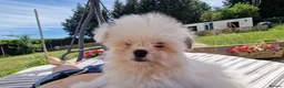 Mixed Breed dogs for sale: Sitzu x pomeranian boys only - Advert 2