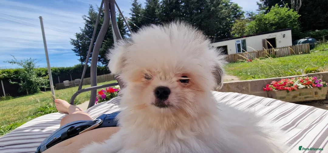 Mixed Breed dogs for sale: Sitzu x pomeranian boys only - Advert 2