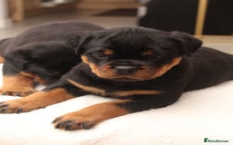 Rottweiler dogs for sale: Exceptional Rottweiler Puppies - Advert 12