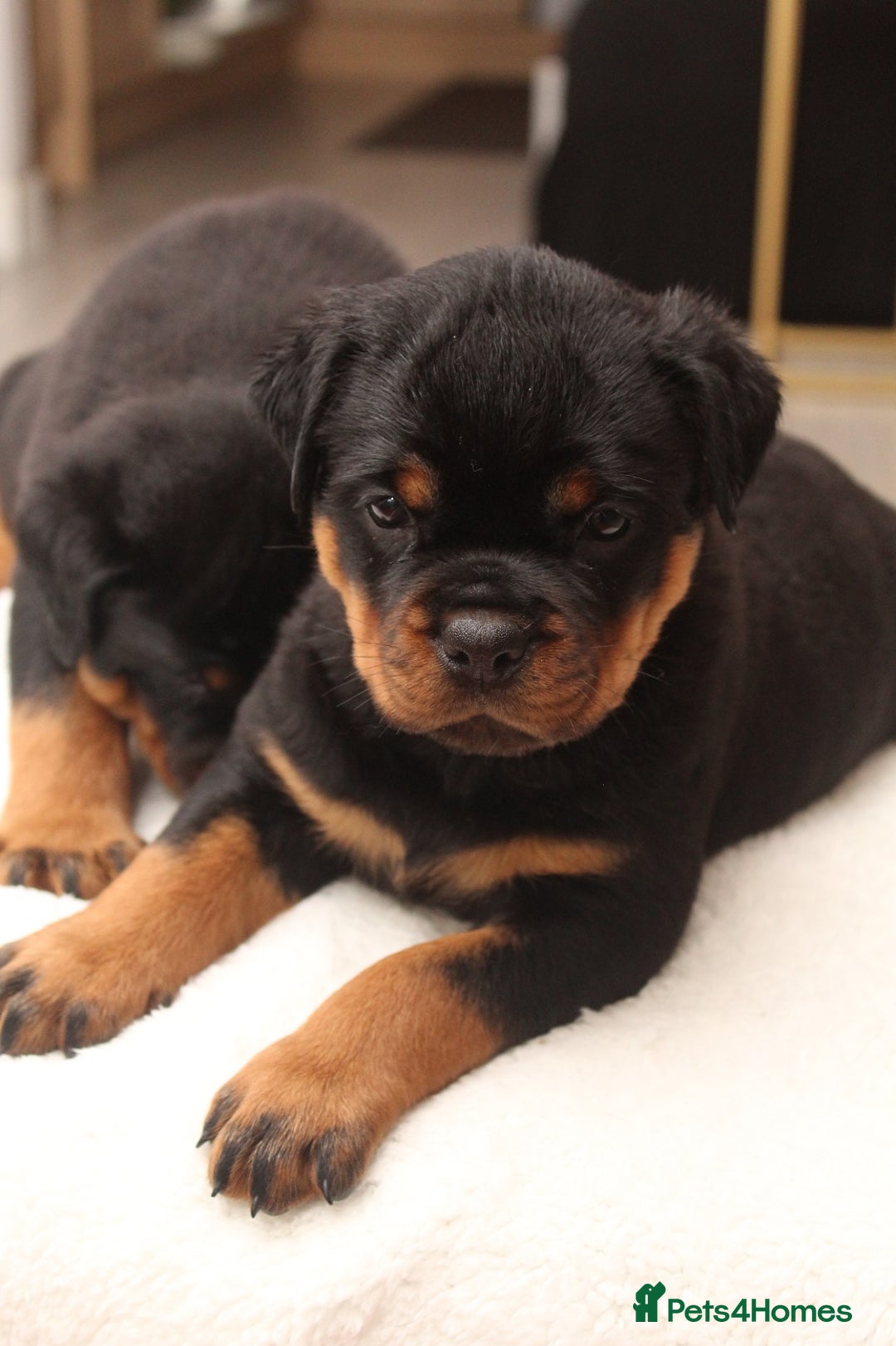Rottweiler dogs for sale: Exceptional Rottweiler Puppies - Advert 12