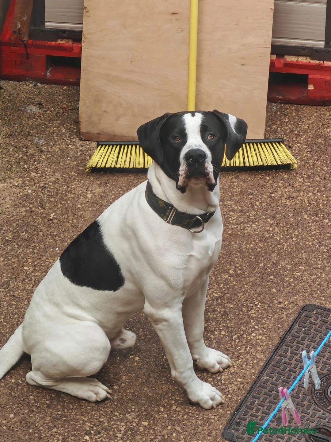Mixed Breed dogs for sale: Mastiff x - Advert 2