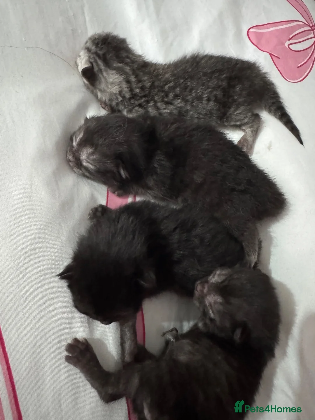Ragdoll cats for sale: Ragdoll X British short hair kittens  - Advert 1