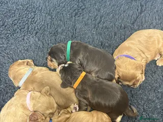 Cocker Spaniel dogs Girls available - quality KC show cocker spaniels - Advert 6