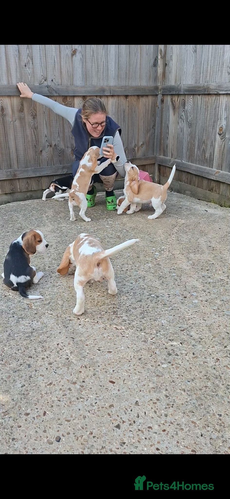 Beagle dogs Beagle puppies ready now - Advert 1