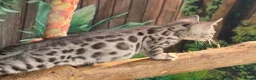 Bengal cats for sale: Stunning full marbled Bengal - Advert 10