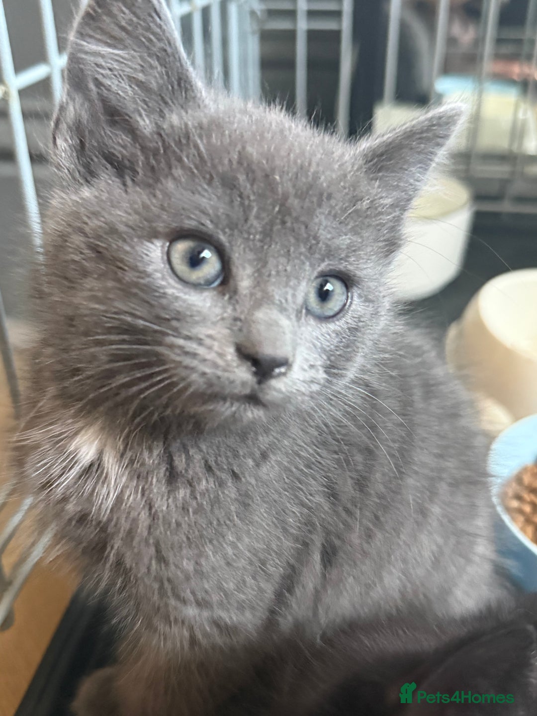 Mixed Breed cats for sale: Beautiful kitten for sale  - Advert 3