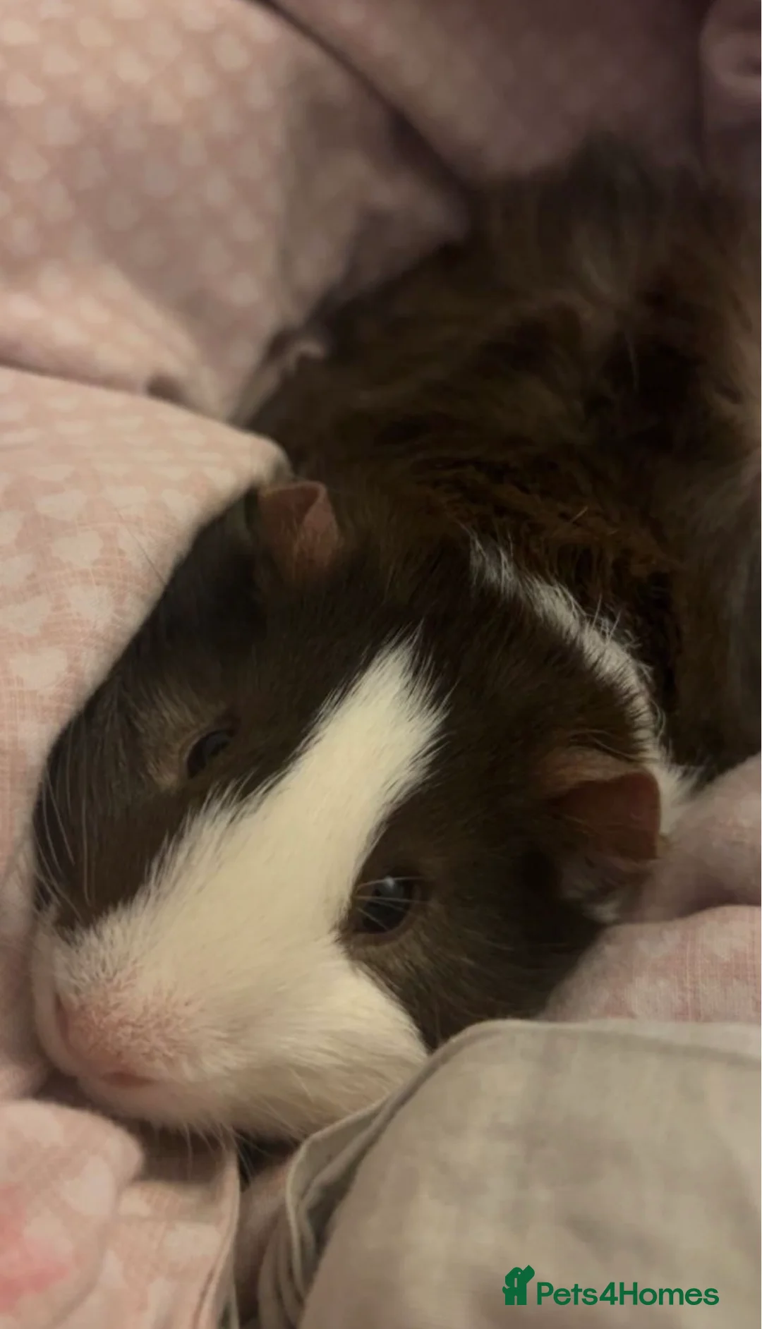 Guinea Pig rodents for sale: Two Male Guinea Pigs - Advert 2