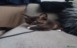 Mixed Breed cats for sale: Stunning kittens available now  - Image 36