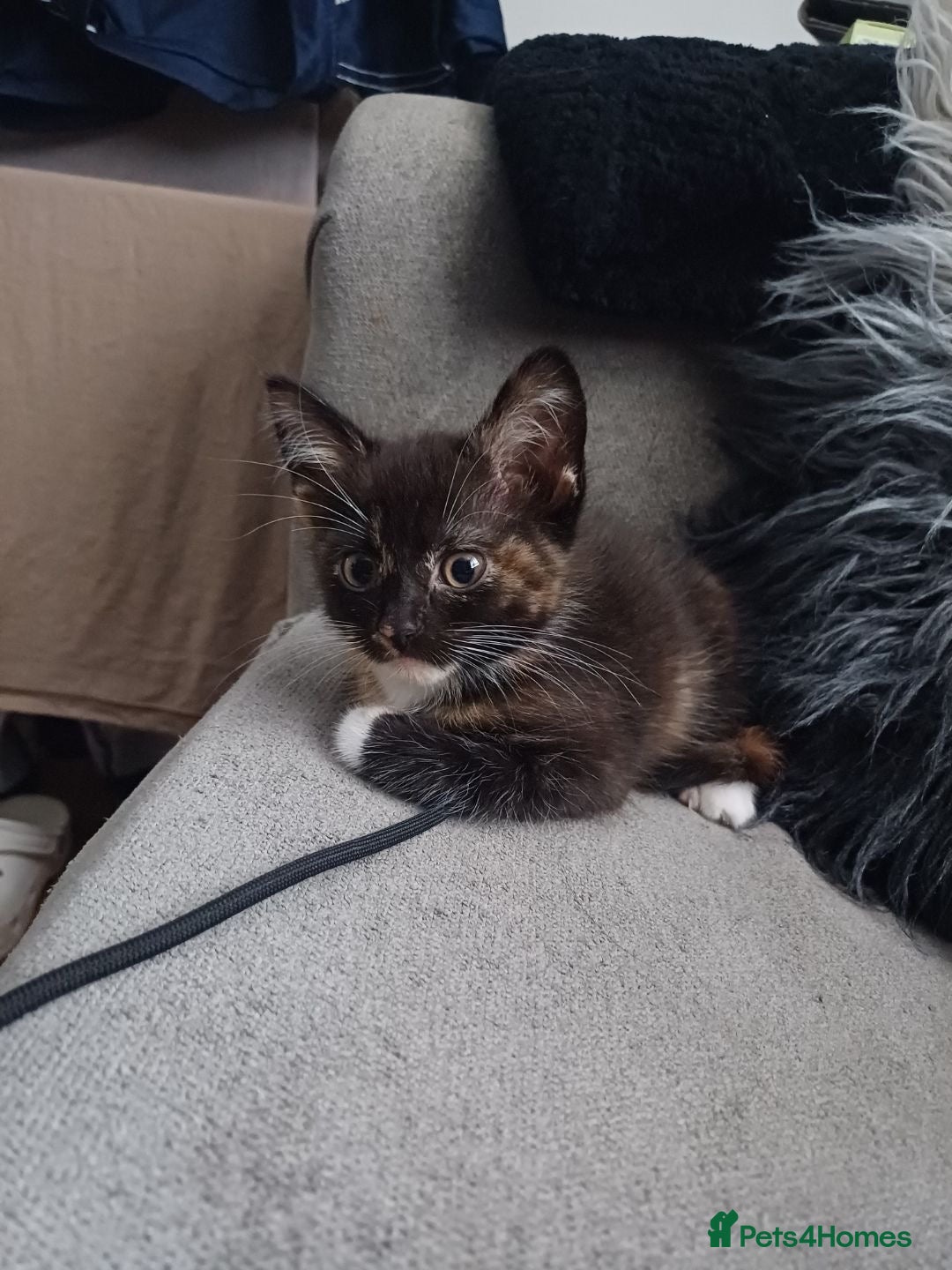Mixed Breed cats for sale: Stunning kittens available now  - Image 36