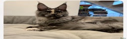 Maine Coon cats for sale: Tica Registered maine coon kitten -  - Advert 7