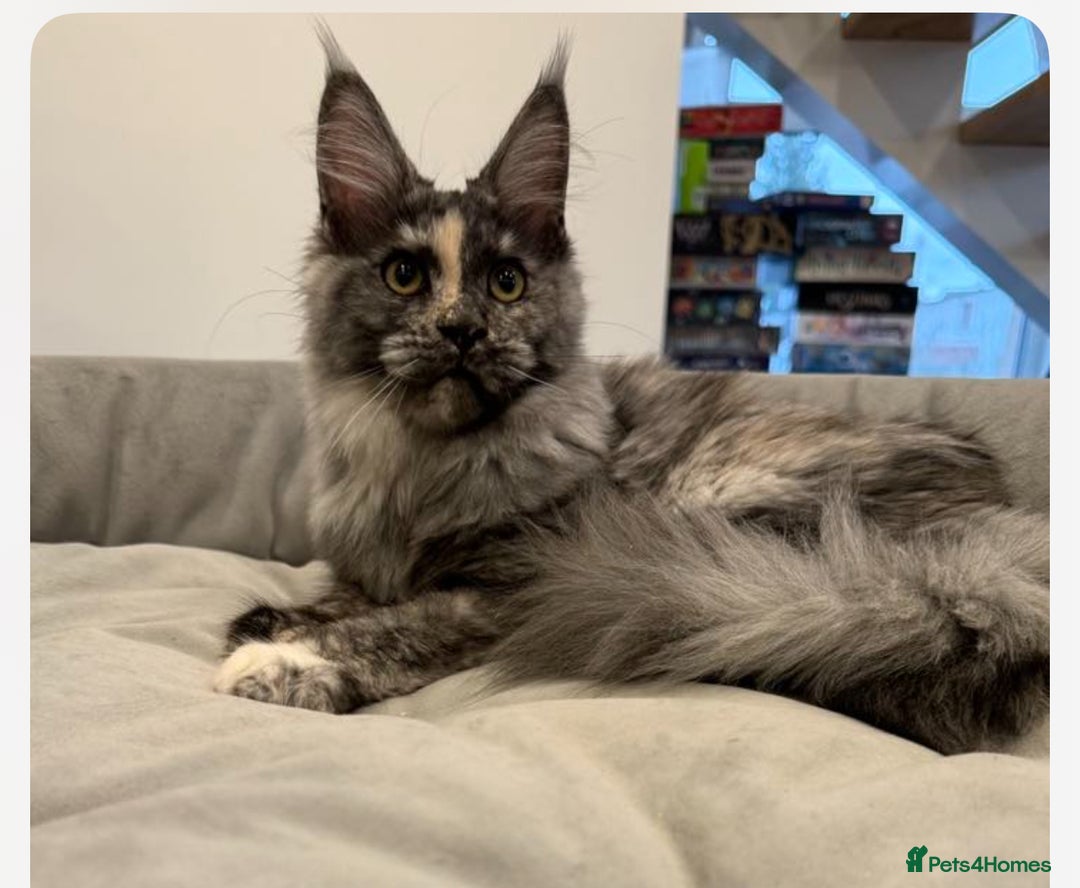 Maine Coon cats for sale: Tica Registered maine coon kitten -  - Advert 7