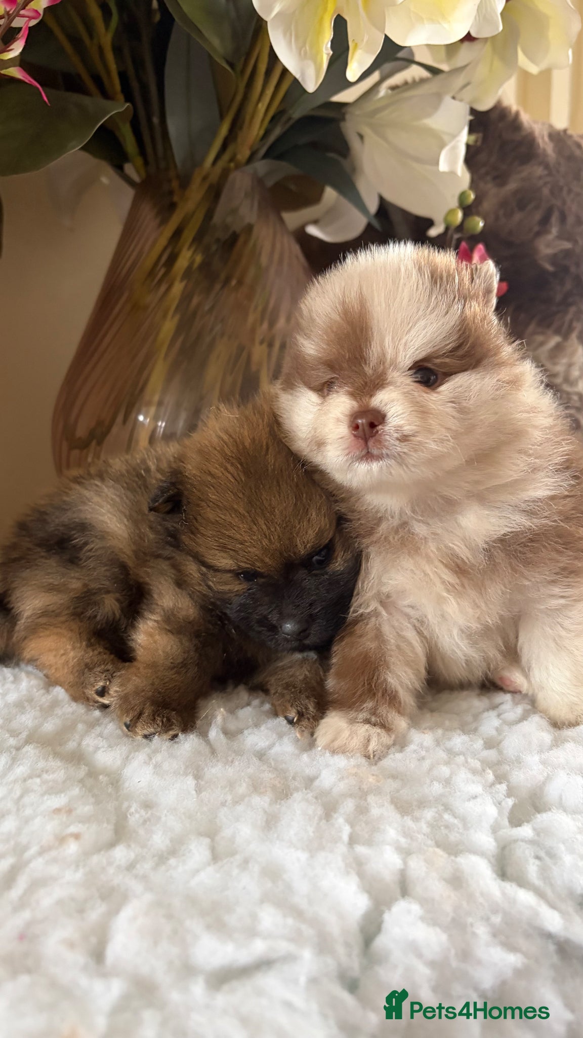 Pomeranian dogs Fur babies need loving forever home  - Advert 1