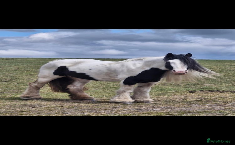 Irish Cob horses - Advert 3