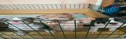 American Bully dogs for sale: Pocket Bully bitches available !  - Advert 22
