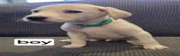 Mixed Breed dogs for sale: Beautiful Belgian mali and Dalmatian puppies - Advert 6