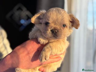 French Bulldog dogs Chunky french bulldog - Advert 4