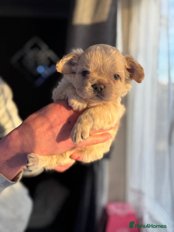 French Bulldog dogs Chunky french bulldog - Advert 13