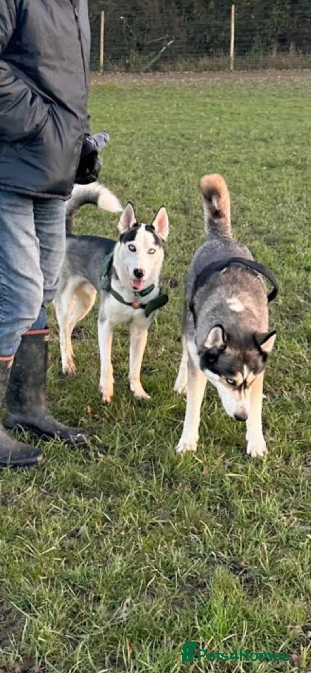 Siberian Husky dogs for sale: Siberian Husky Puppies Pure Bred Blue Eyed - Advert 17
