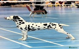 Dalmatian dogs for sale: Top quality show type Dalmatian pups 🐶  - Image 12