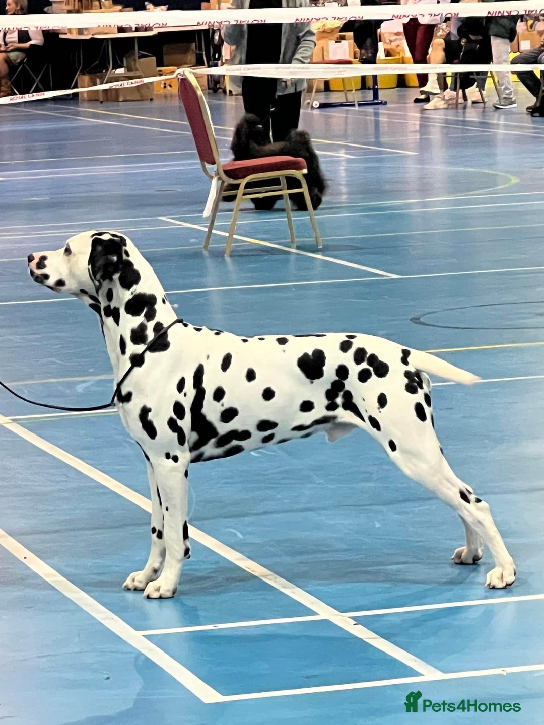 Dalmatian dogs for sale: Top quality show type Dalmatian pups 🐶  - Image 12