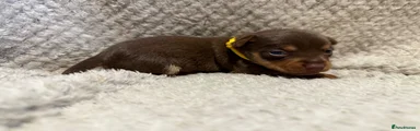 Jack Russell Puppy 3