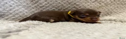 Jack Russell dogs for sale: Stunning Litter of Chocolate Jack Russell Puppies. - Advert 5