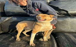 Mixed Breed dogs for adoption: MARSHALL the Marvellous - Image 18