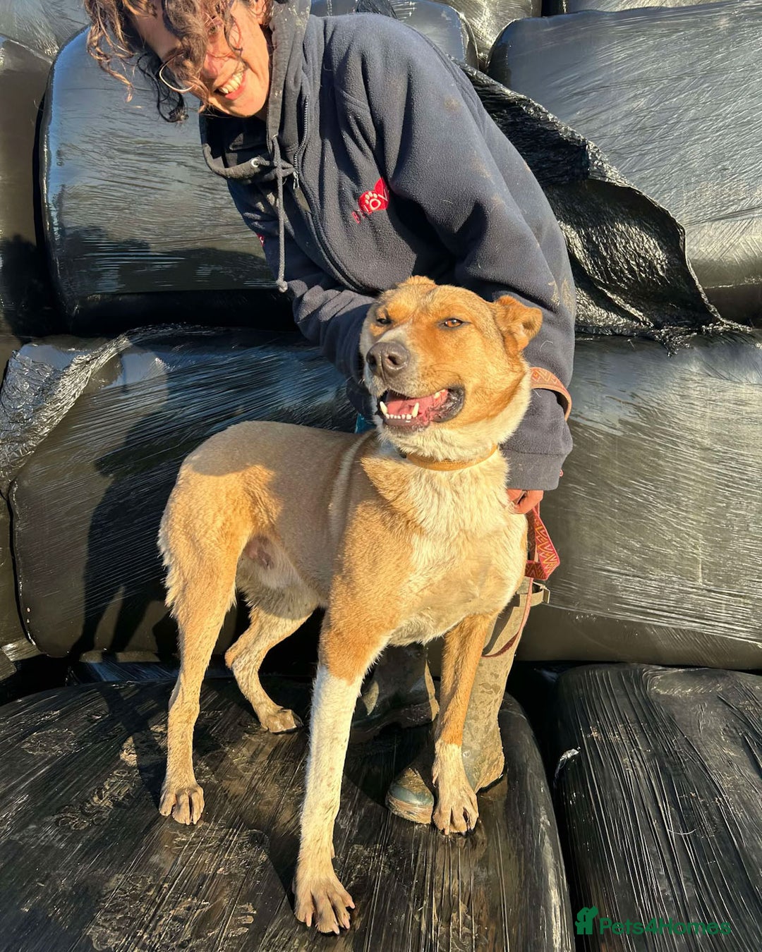 Mixed Breed dogs for adoption: MARSHALL the Marvellous - Image 18