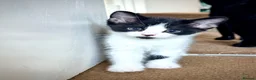 Mixed Breed cats for sale: 🐾 Clean, Healthy Bombay x Turkish Van Kittens - Advert 8