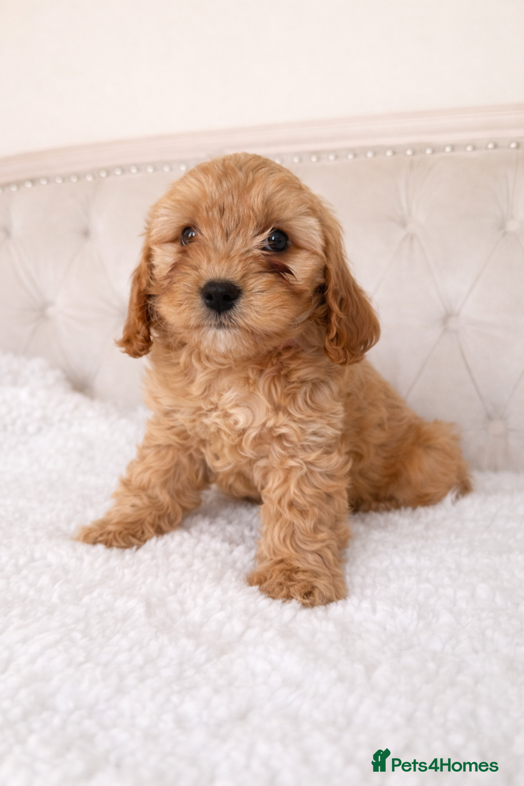 Cavapoo dogs Beautiful Cavapoo Puppies – Ready for Loving Homes - Advert 13
