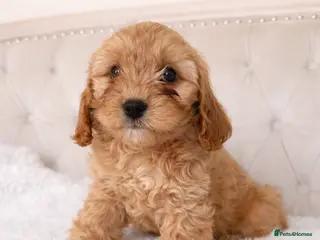 Cavapoo dogs Beautiful Cavapoo Puppies – Ready for Loving Homes - Advert 13