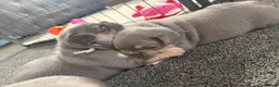 French Bulldog dogs for sale: 🐾 Outstanding litter of 6 🐾 - Advert 15