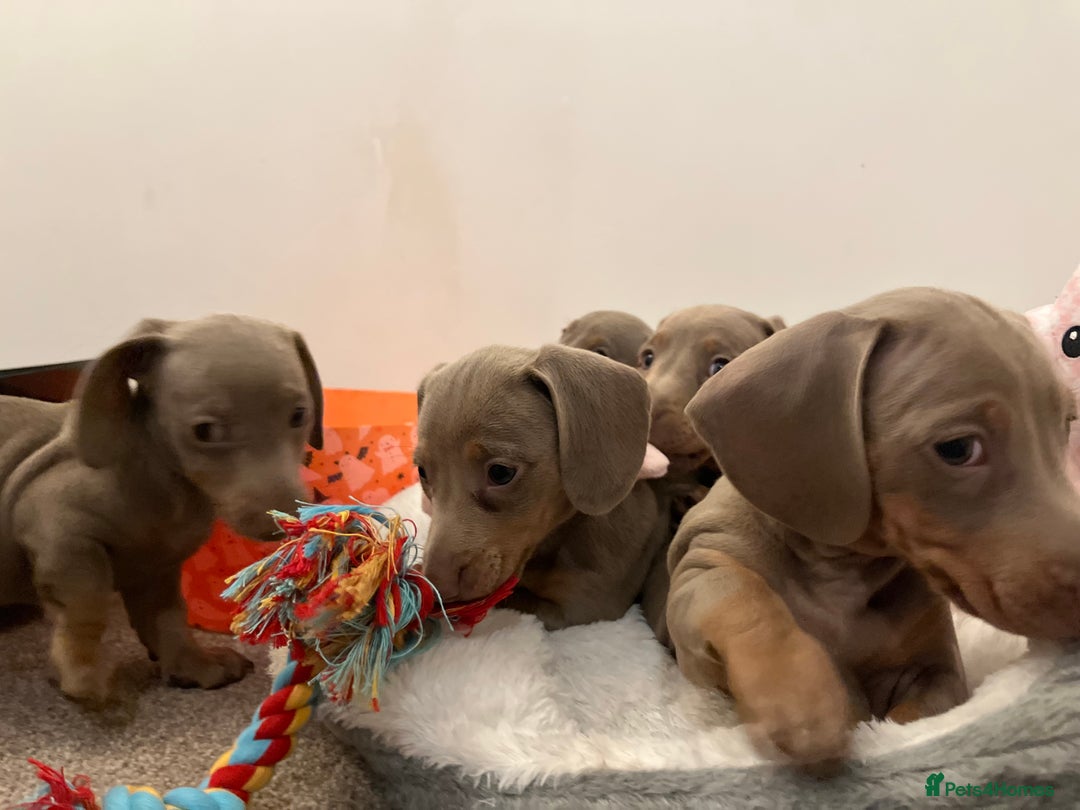 Dachshund dogs for sale: Beautiful Isabella pups exceptional quality  - Image 28